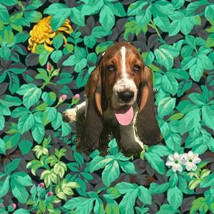 Meet your Posher, Angus